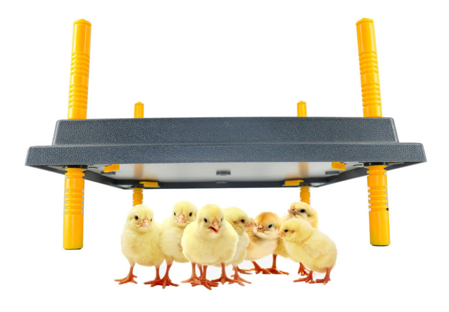 Chick Brooders/Heat Plates