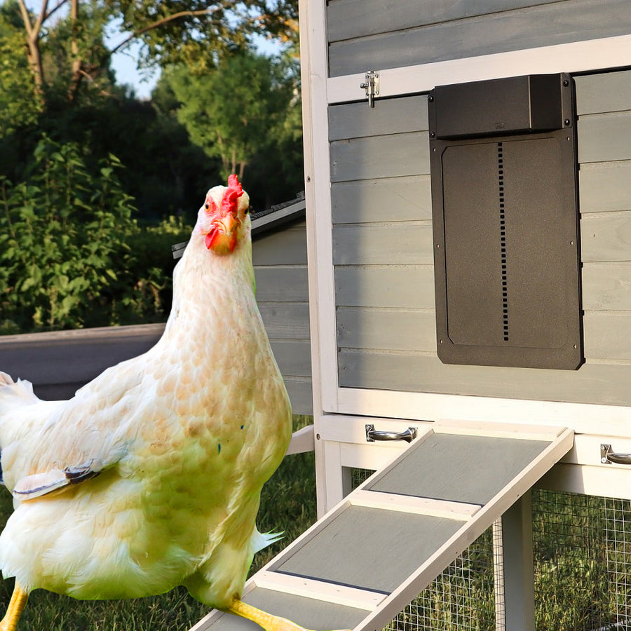 Automatic chicken coop door