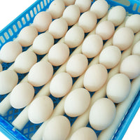 ZOOM FARM Egg Incubator Z192 (for Chicken, Duck, Goose & Quail Eggs)